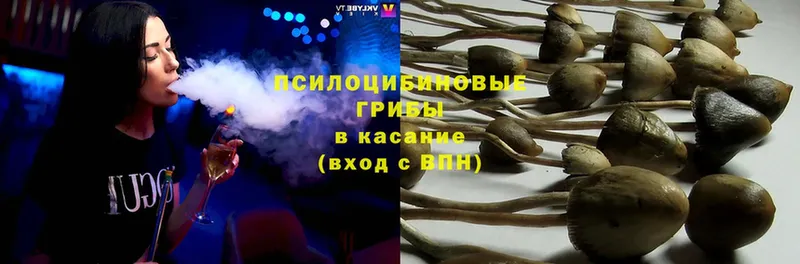 Псилоцибиновые грибы Psilocybine cubensis  сколько стоит  mega зеркало  Курчатов 